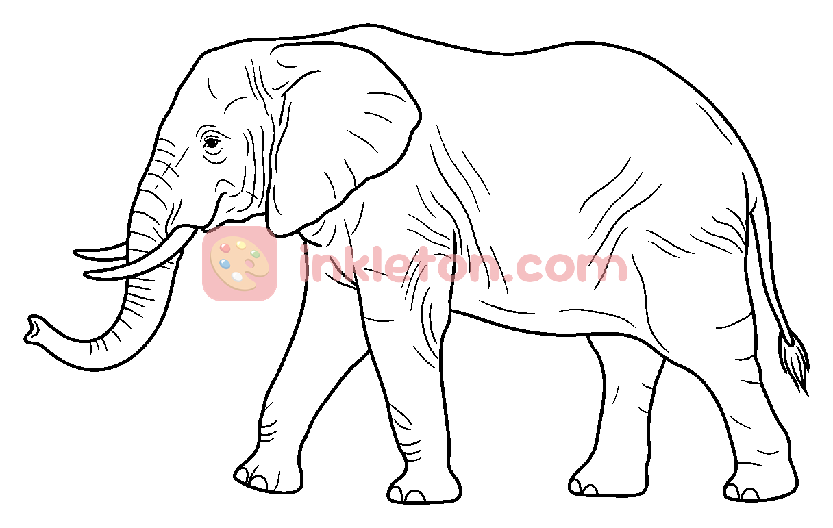 African Elephant in Profile coloring page to print