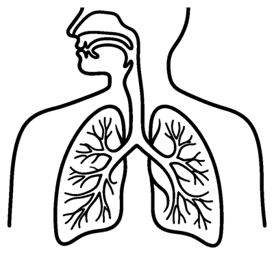 Human Respiratory System Diagram coloring page to print