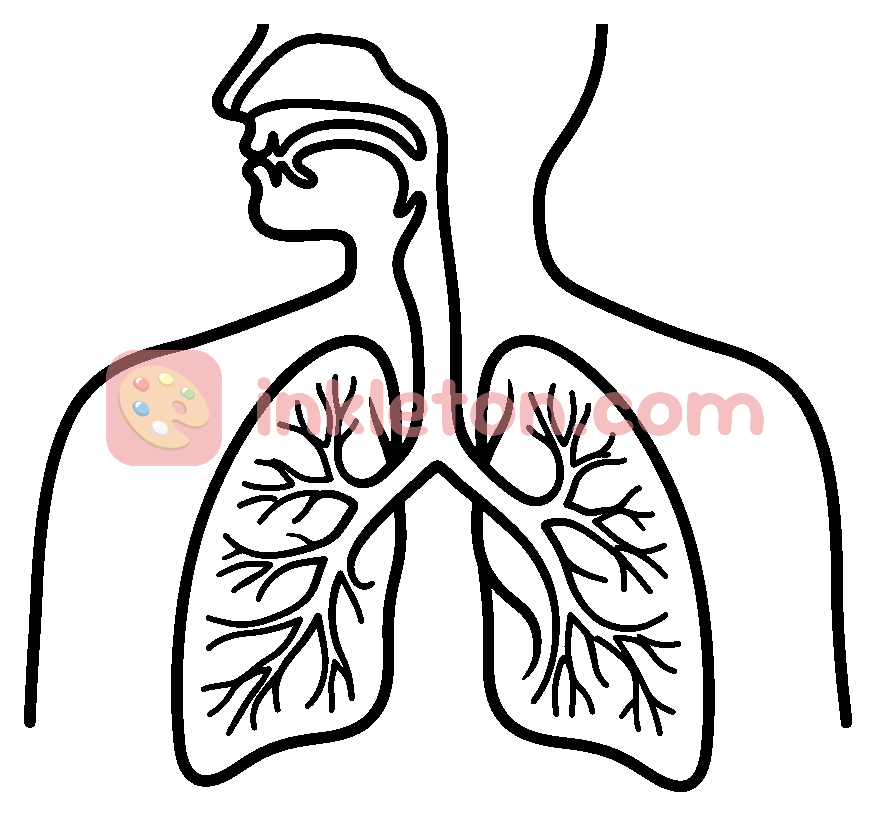 Human Respiratory System Diagram coloring page to print